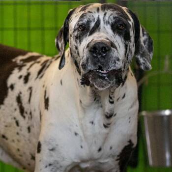 Great Dane and Mastiff Dogs Available for Adoption - Sid (N25-284) | PetCurious