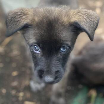 Europe -  Border Collie and Terrier Dog for Adoption in Escondido, California - Europe | PetCurious