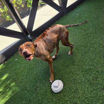 Princess Diana 6510 -  Labrador Retriever and Mixed Breed Dog for Adoption in Loxahatchee Groves, Florida - Princess Diana 6510 | PetCurious