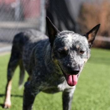 Neros -  Australian Cattle Dog Blue Heeler and Mixed Breed Dog for Adoption in Idaho Falls, Idaho - Neros | PetCurious