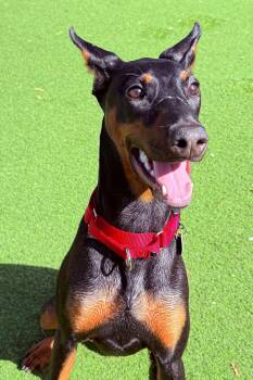 Ayra 3349 -  Doberman Pinscher Dog for Adoption in Oakland Park, Florida - Ayra 3349 | PetCurious