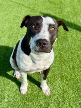 Mixed Breed Dogs Available for Adoption in Daytona Beach, Florida - Nash - 2 | PetCurious