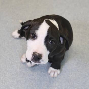 Pointer Dogs Available for Adoption in Briarcliff Manor, New York - Oreo **available At Offsite Adoption Event On Sunday, 4/26* Plea | PetCurious