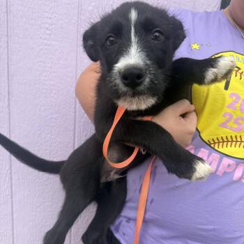 LOKI (MN) -  Wirehaired Terrier Dog for Adoption in Klein, Texas - LOKI (MN) | PetCurious