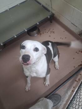 Pit Bull Terrier Dogs Available for Adoption in Nacogdoches, Texas - Retro | PetCurious