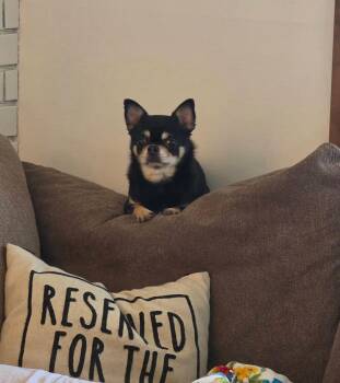 Chihuahua Dogs Available for Adoption in Valparaiso, Indiana - Moe | PetCurious