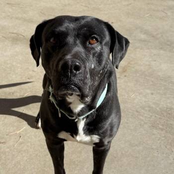 Pit Bull Terrier and Mixed Breed Dogs Available for Adoption - Umeko | PetCurious