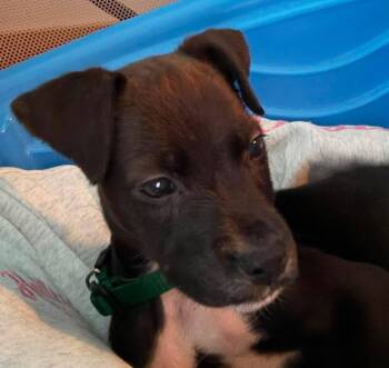 Bill -  Mixed Breed Dog for Adoption in Randolph, Vermont - Bill | PetCurious