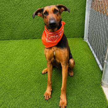 Star -  German Shepherd Dog and Mixed Breed Dog for Adoption in Oak Point, Texas - Star | PetCurious