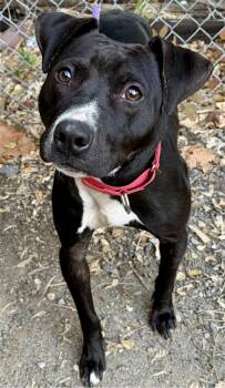 Damon -  Mixed Breed Dog for Adoption in Mckeesport, Pennsylvania - Damon | PetCurious