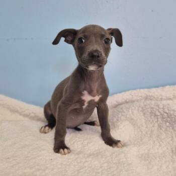 Buffy -  Whippet Dog for Adoption in Wahiawa, Hawaii - Buffy | PetCurious