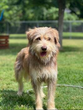 Rescue Terrier Dogs for Adoption in Colleyville, Texas - Schaeffer | PetCurious
