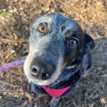 Bluey -  Australian Cattle Dog Blue Heeler Dog for Adoption in Cornelius, North Carolina - Bluey | PetCurious