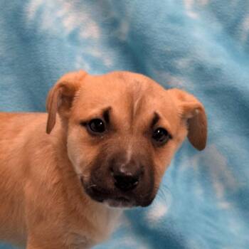 Labrador Retriever Dogs Available for Adoption - Toffee | PetCurious