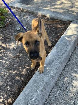 German Shepherd Dog and Mixed Breed Dogs Available for Adoption in Doral, Florida - LUCAS | PetCurious