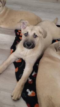 Siberian Husky and Shepherd Dogs Available for Adoption - Happy | PetCurious