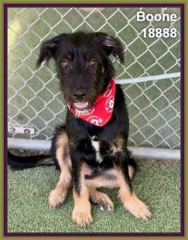 Airedale Terrier and Border Terrier Dogs Available for Adoption in Marietta, Georgia - BOONE | PetCurious