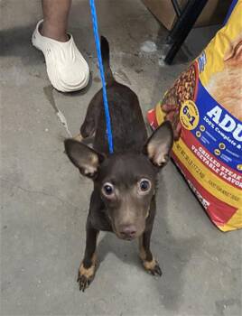 COFEE -  Mixed Breed and Chihuahua Dog for Adoption in Dallas, Texas - COFEE | PetCurious
