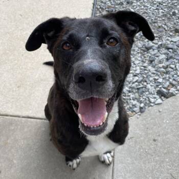 Rescue Labrador Retriever Dogs for Adoption in Heber Springs, Arkansas - Blackie | PetCurious