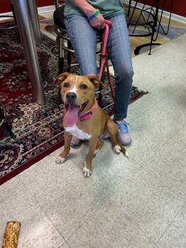 Rescue Mixed Breed Dogs for Adoption in Shelby, North Carolina - Tip | PetCurious