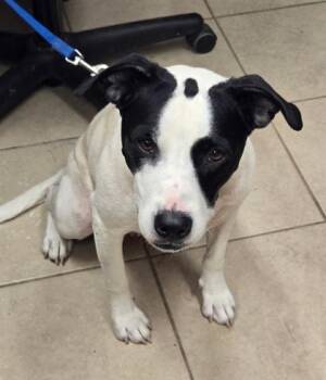 Maggie -  American Staffordshire Terrier Dog for Adoption in Bedford, Indiana - Maggie | PetCurious