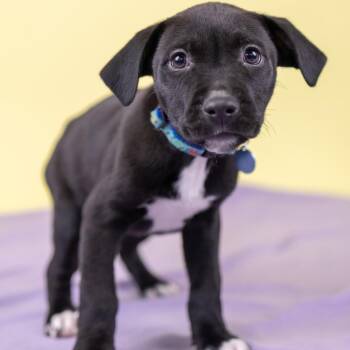 Mixed Breed Dogs Available for Adoption - Nickle | PetCurious