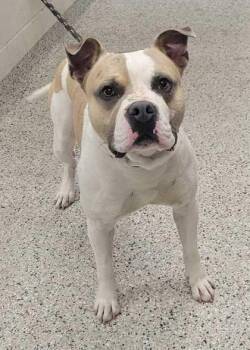 Oni -  Pit Bull Terrier and Mixed Breed Dog for Adoption in Kansas City, Missouri - Oni | PetCurious