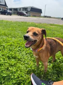Rescue Chihuahua and Beagle Dogs for Adoption in Indianapolis, Indiana - Emerson | PetCurious