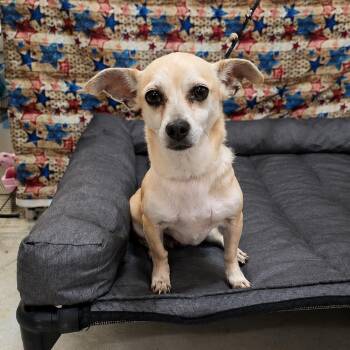 Carly -  Chihuahua Dog for Adoption in Vaughan, Ontario - Carly | PetCurious