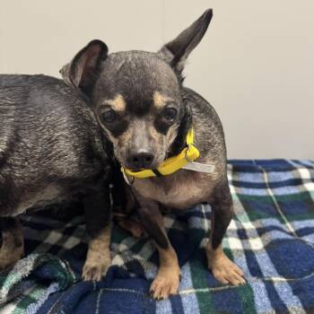 Chihuahua and Dachshund Dogs Available for Adoption - Poppy | PetCurious