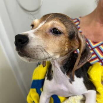 Rescue Beagle Dogs for Adoption in Lake Worth Beach, Florida - Finn | PetCurious