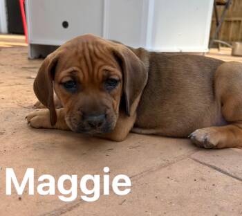 English Coonhound and Hound Dogs Available for Adoption - Maggie Pup | PetCurious