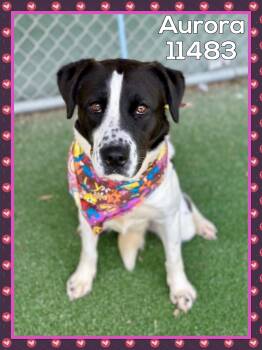 Rescue Pointer and Retriever Dogs for Adoption in Marietta, Georgia - AURORA | PetCurious