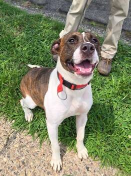 Cowgirl -  American Staffordshire Terrier Dog for Adoption in Trenton, New Jersey - Cowgirl | PetCurious