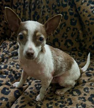 Wemby -  Chihuahua Dog for Adoption in Beaverton, Oregon - Wemby | PetCurious