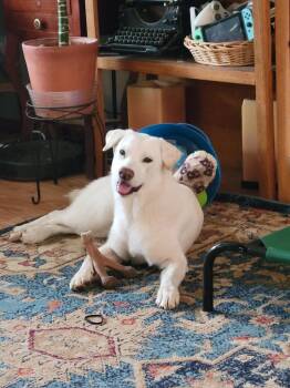 Rescue Husky and Labrador Retriever Dogs for Adoption in Clinton, Washington - Piper | PetCurious