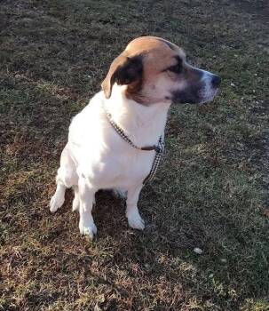 Rescue Hound Dogs for Adoption in Middle Township, New Jersey - Honey B | PetCurious