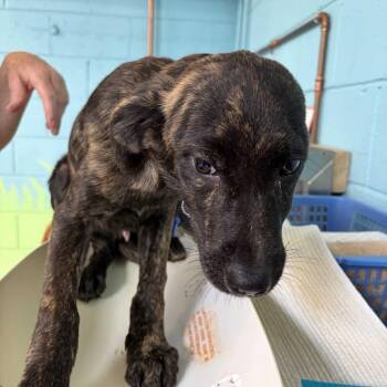 Rockstar Pup: Elvis -  Labrador Retriever and Mixed Breed Dog for Adoption in Falls Church, Virginia - Rockstar Pup: Elvis | PetCurious