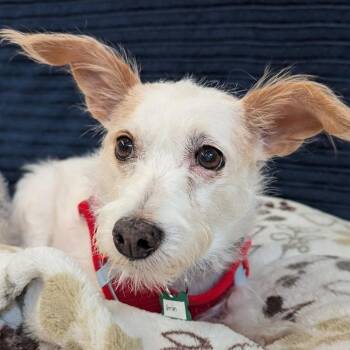 Grim 14647 -  Terrier and Mixed Breed Dog for Adoption in San Francisco, California - Grim 14647 | PetCurious