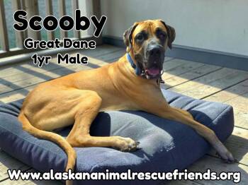 Scooby -  Great Dane Dog for Adoption in Anchorage, Alaska - Scooby | PetCurious