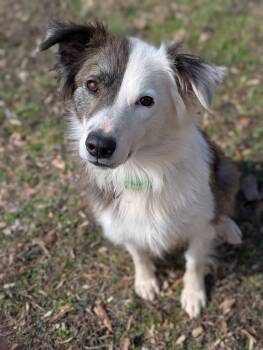 Australian Shepherd Dogs Available for Adoption - Ember | PetCurious
