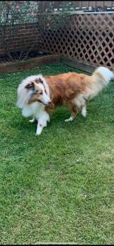 Rescue Shetland Sheepdog Sheltie Dogs for Adoption in Vale, North Carolina - Dobie | PetCurious