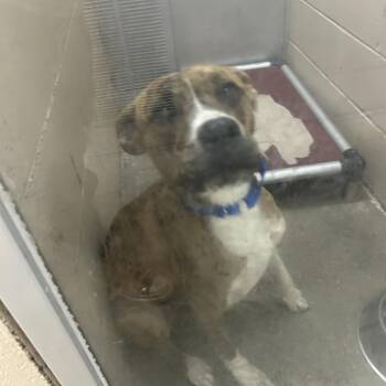 Tony -  Mixed Breed Dog for Adoption in Auburn, Alabama - Tony | PetCurious