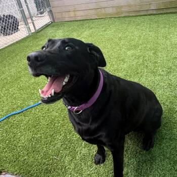 Luna -  Black Labrador Retriever Dog for Adoption in Chattanooga, Tennessee - Luna | PetCurious