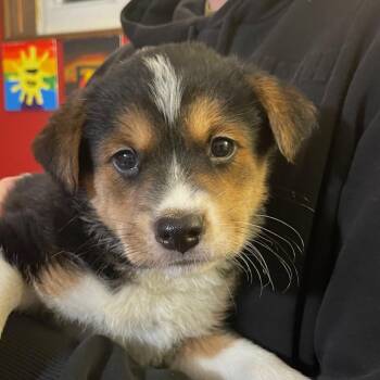 Anatolian Shepherd Dogs Available for Adoption - Daria | PetCurious