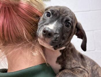 Ronnie -  Pit Bull Terrier Dog for Adoption in Columbus, Indiana - Ronnie | PetCurious