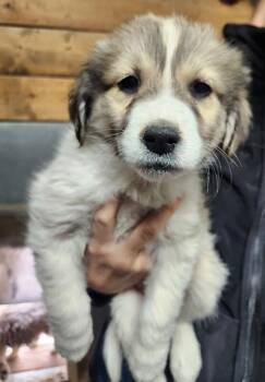 Great Pyrenees and Mixed Breed Dogs Available for Adoption - Pressley | PetCurious