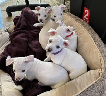 Rescue Chihuahua Dogs for Adoption in Burbank, California - Nightmare Before Xmas Pups | PetCurious
