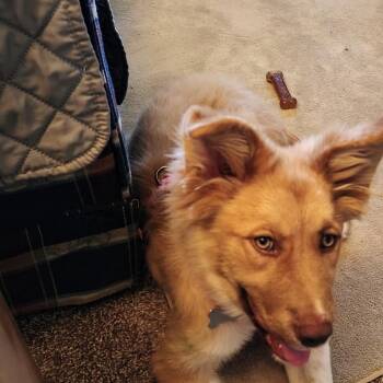 Sandy -  Collie Dog for Adoption in Monticello, Minnesota - Sandy | PetCurious