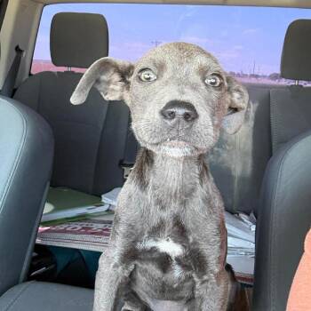 Pit Bull Terrier Dogs Available for Adoption in Spring Hill, Kansas - Totter | PetCurious